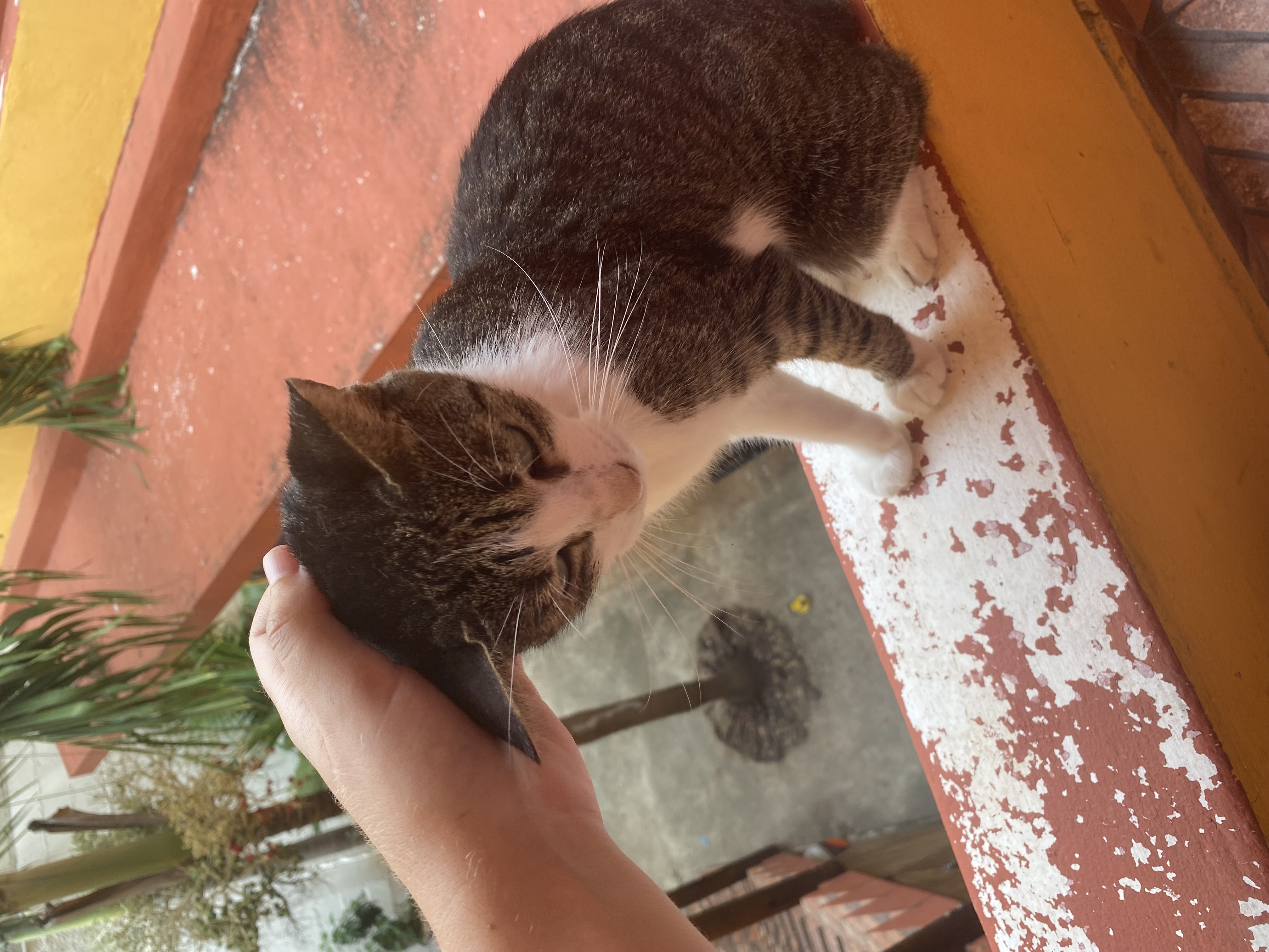 image-7