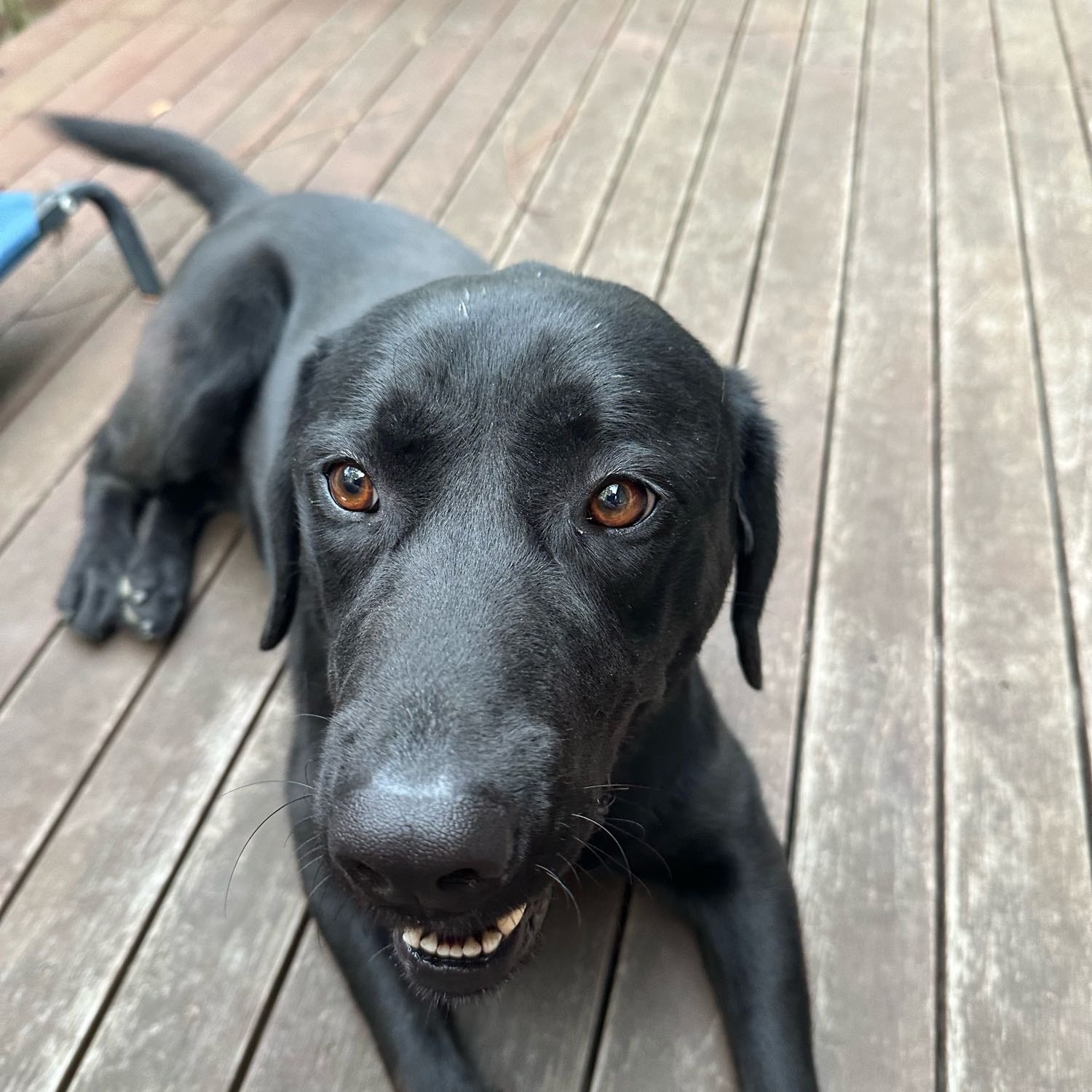 Luna