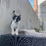 Kiki