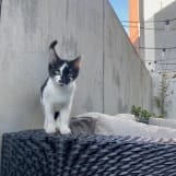 Kiki
