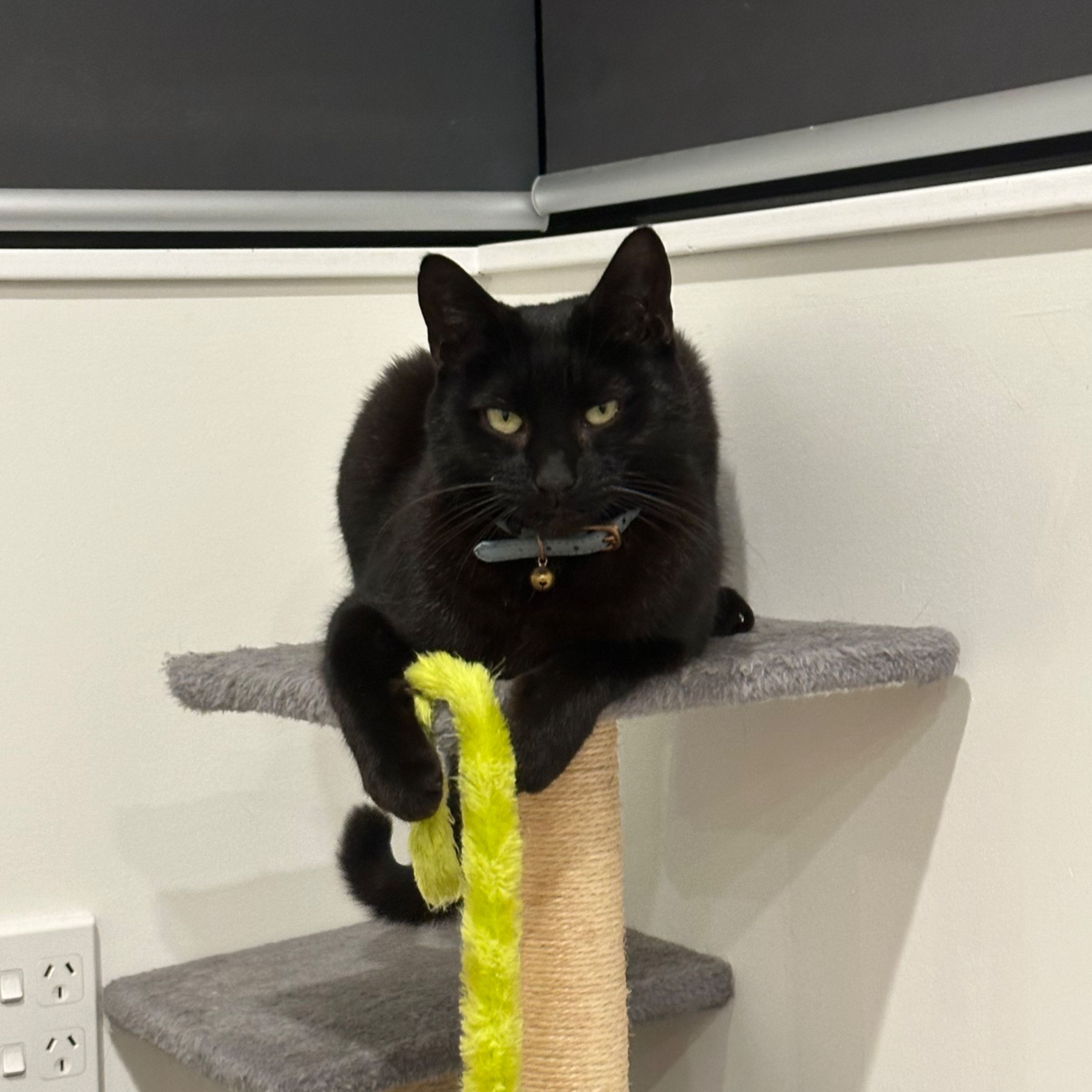 Merlin