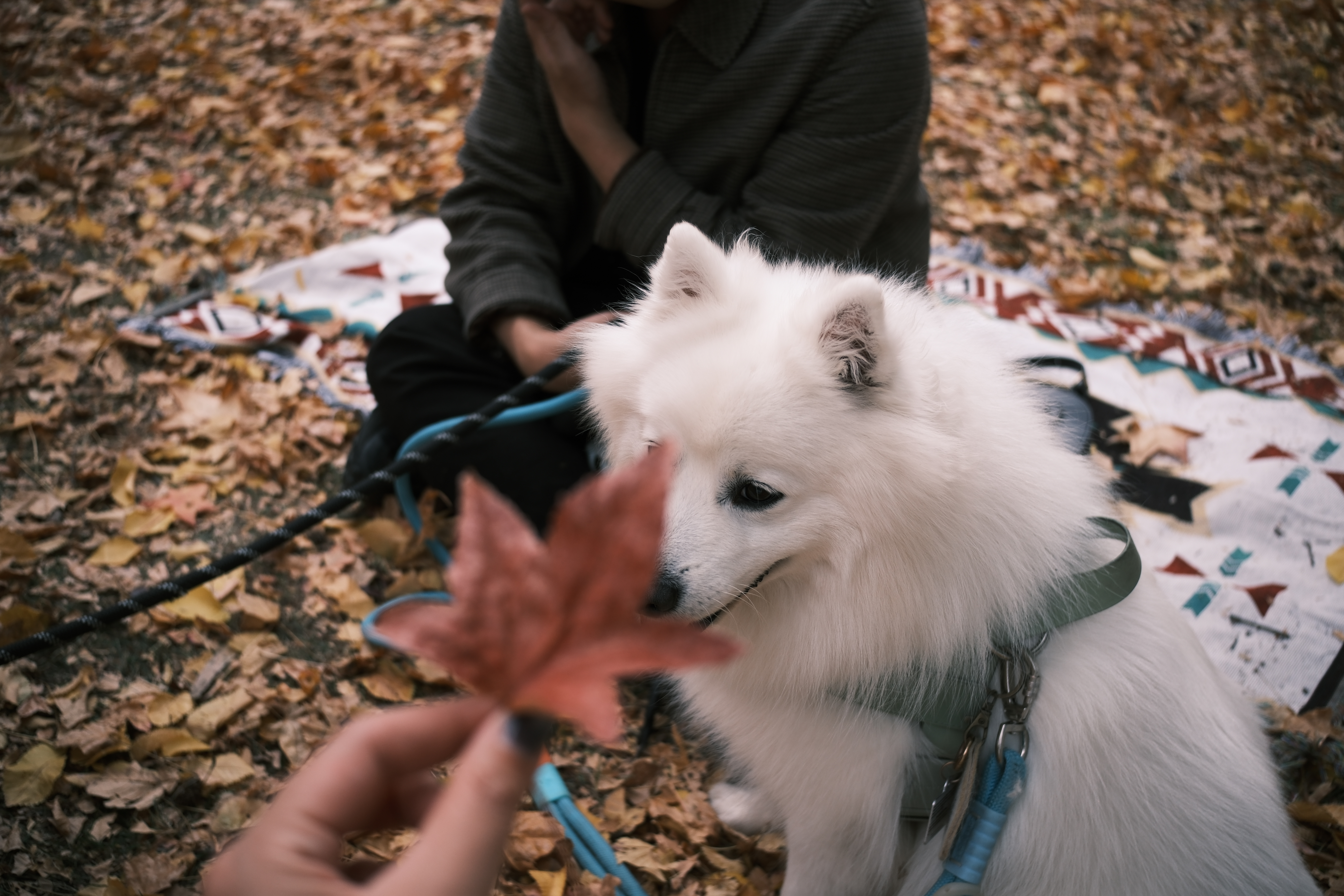 image-7