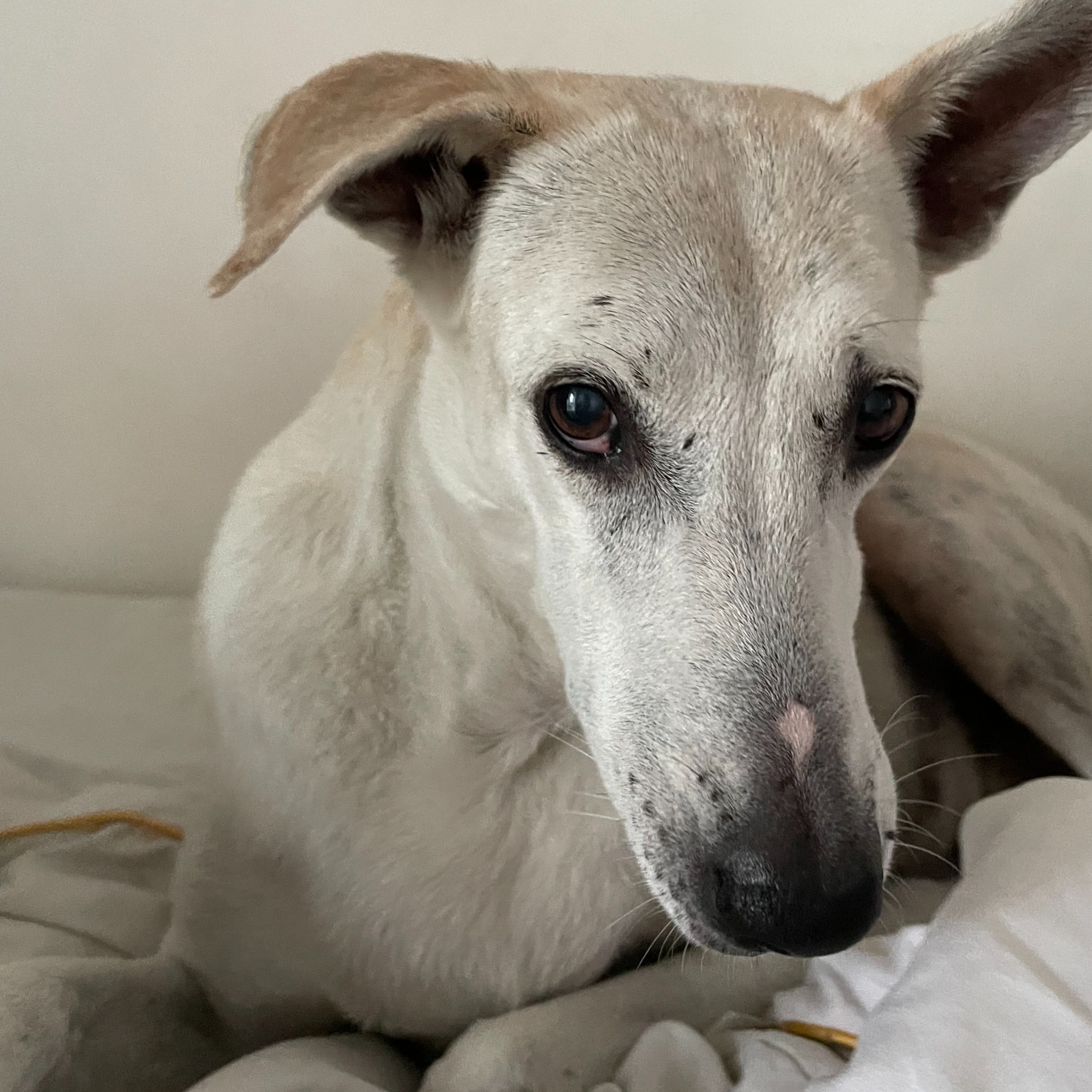 Pepper