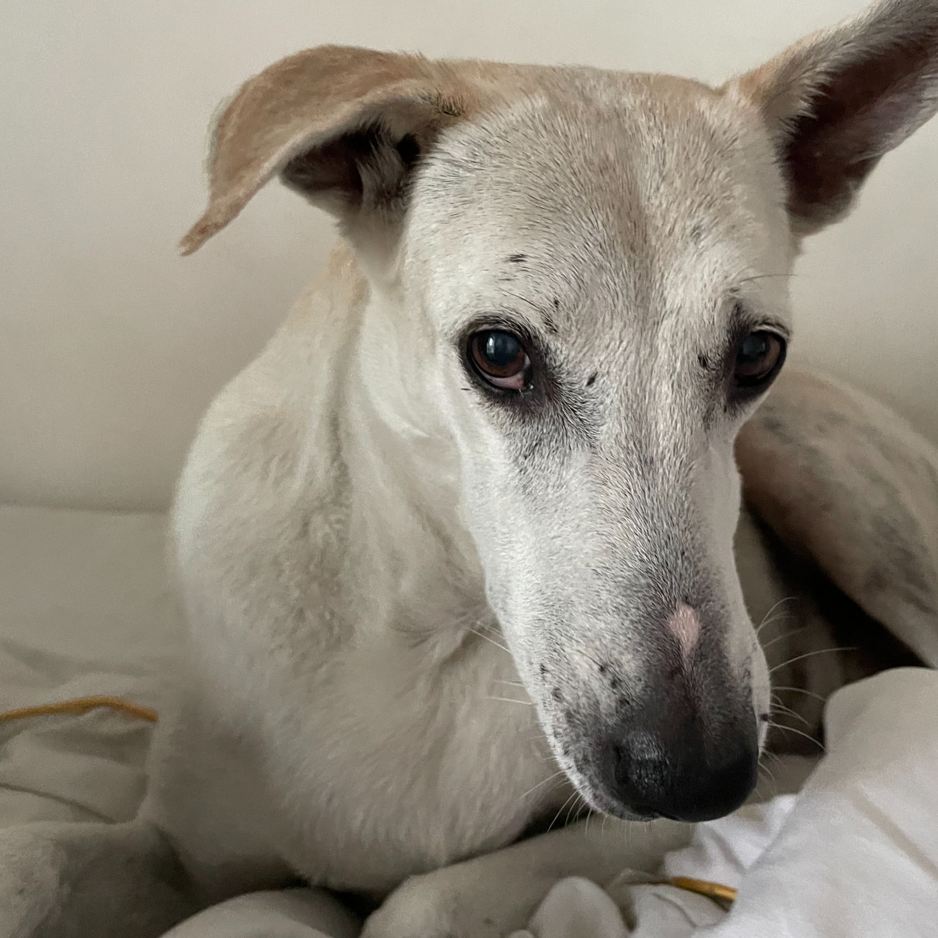 Pepper