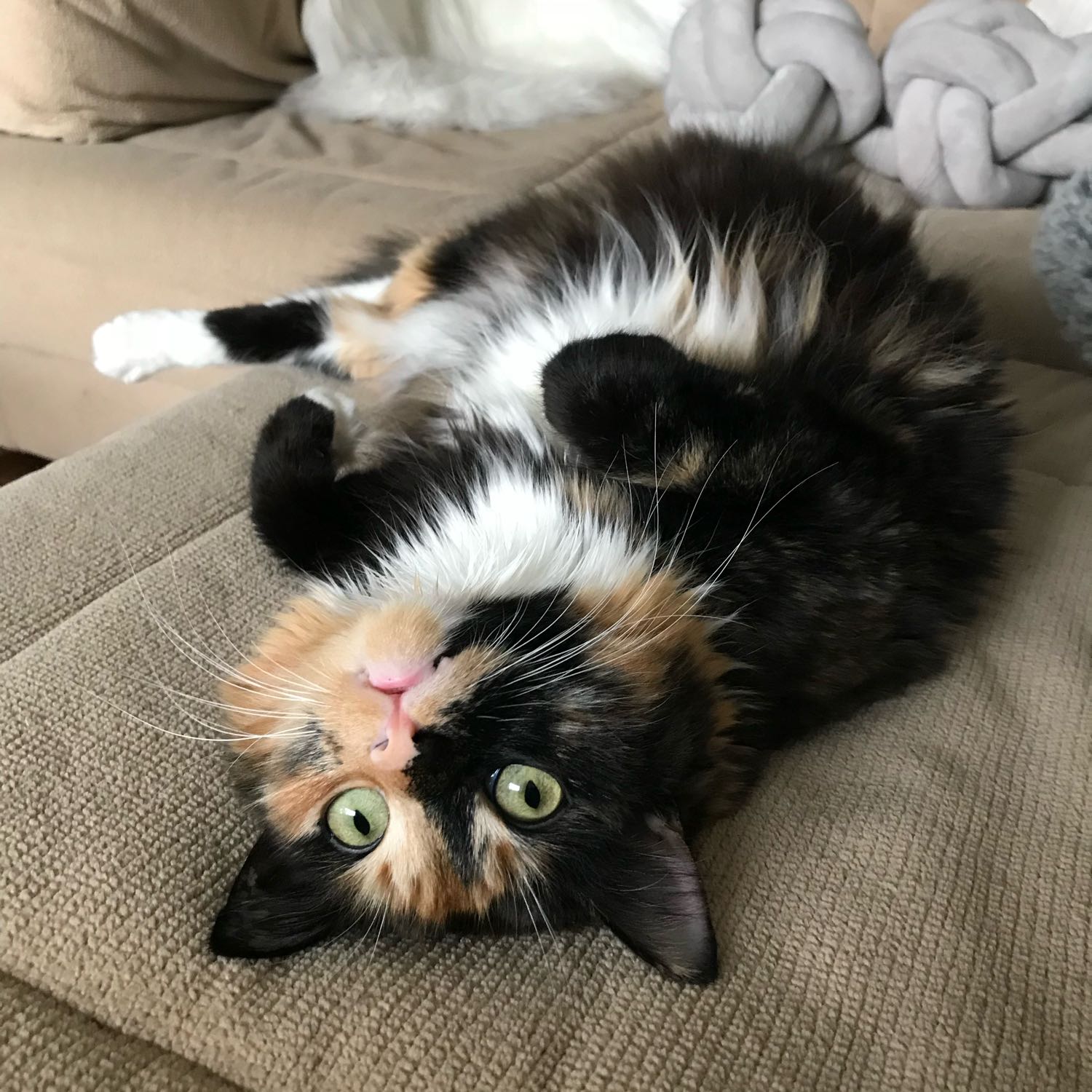 Puddin