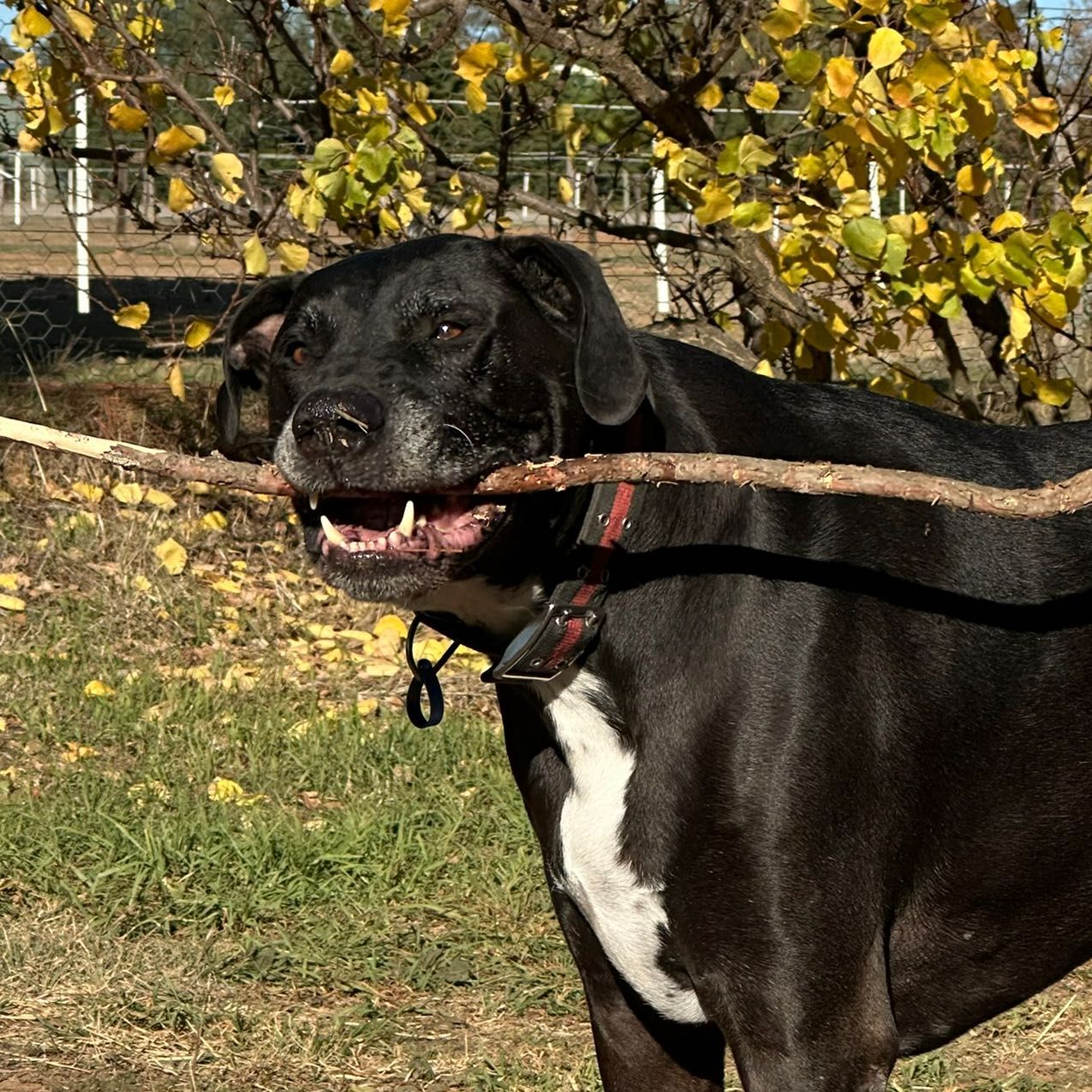 Remi