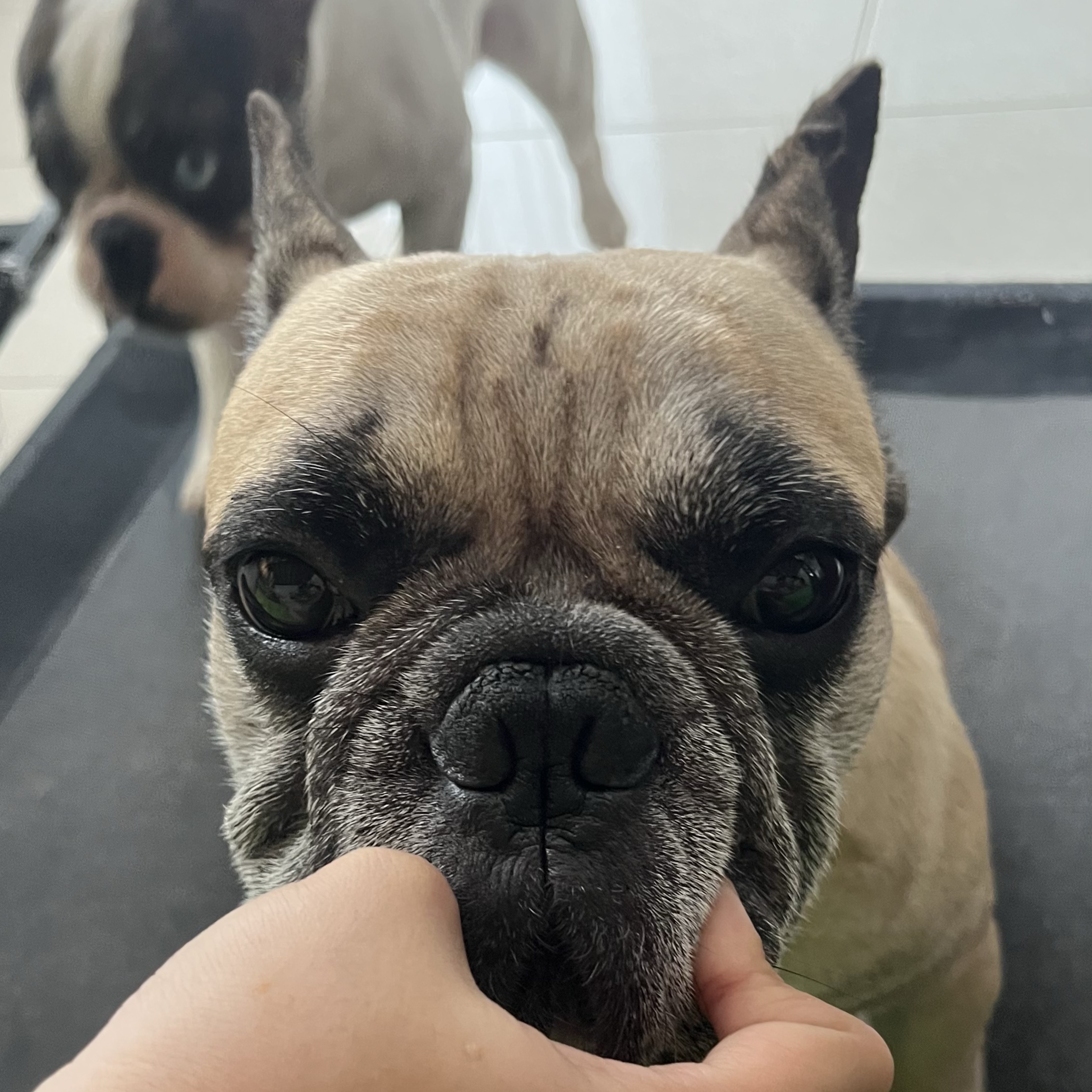frenchie