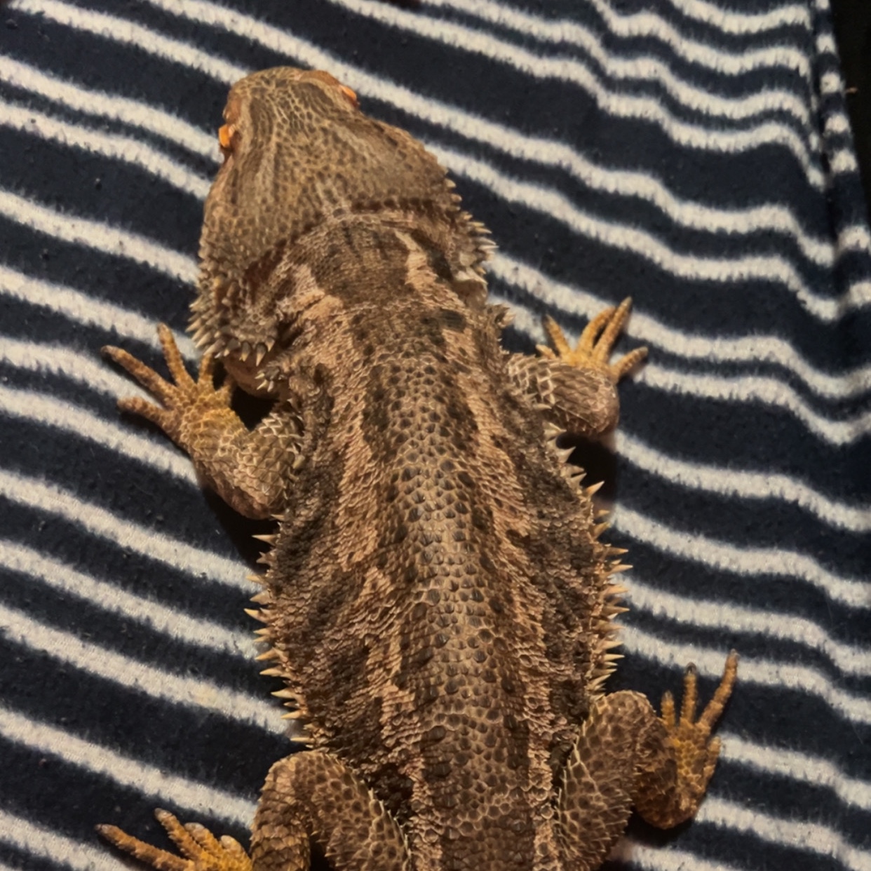 Bebe