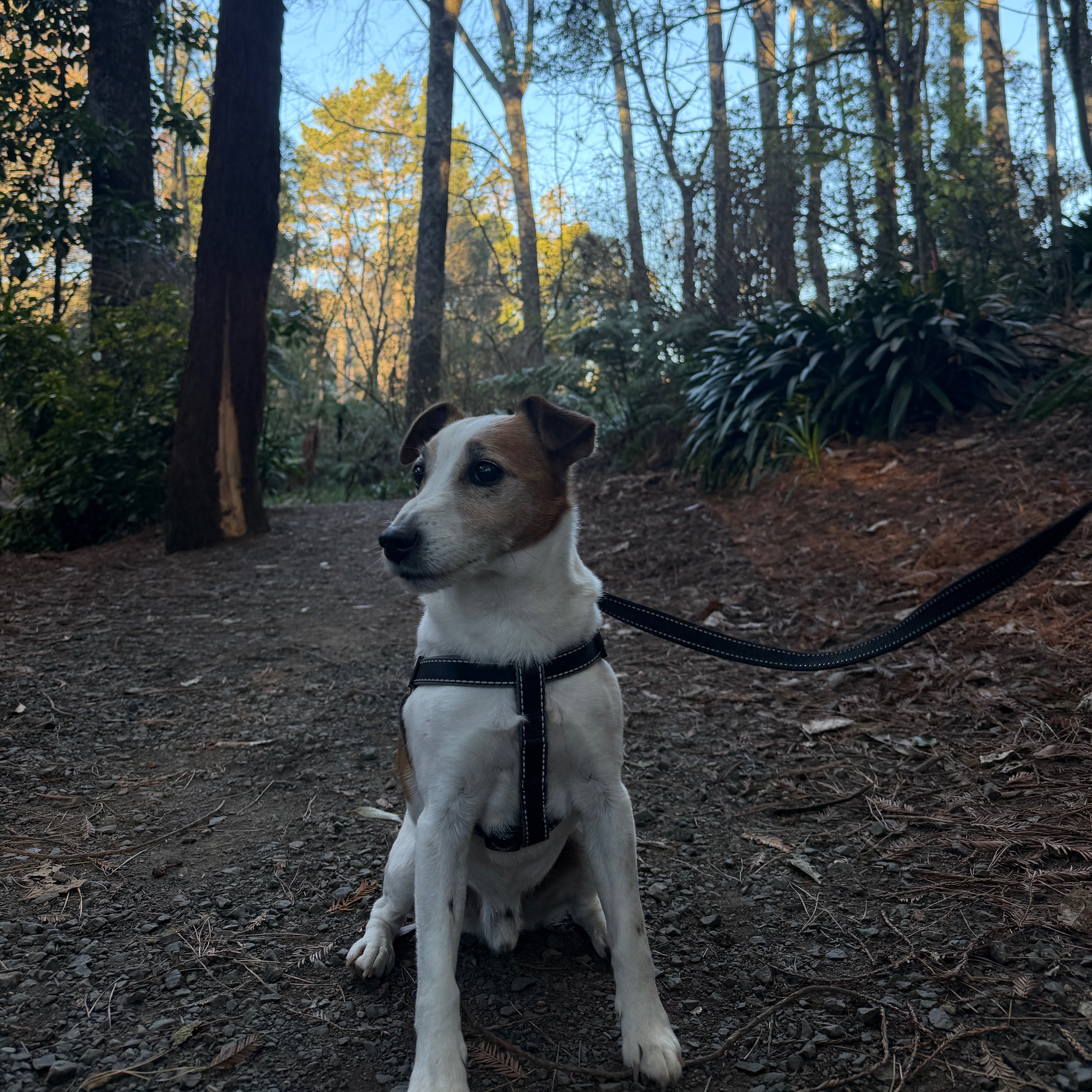 Doggo