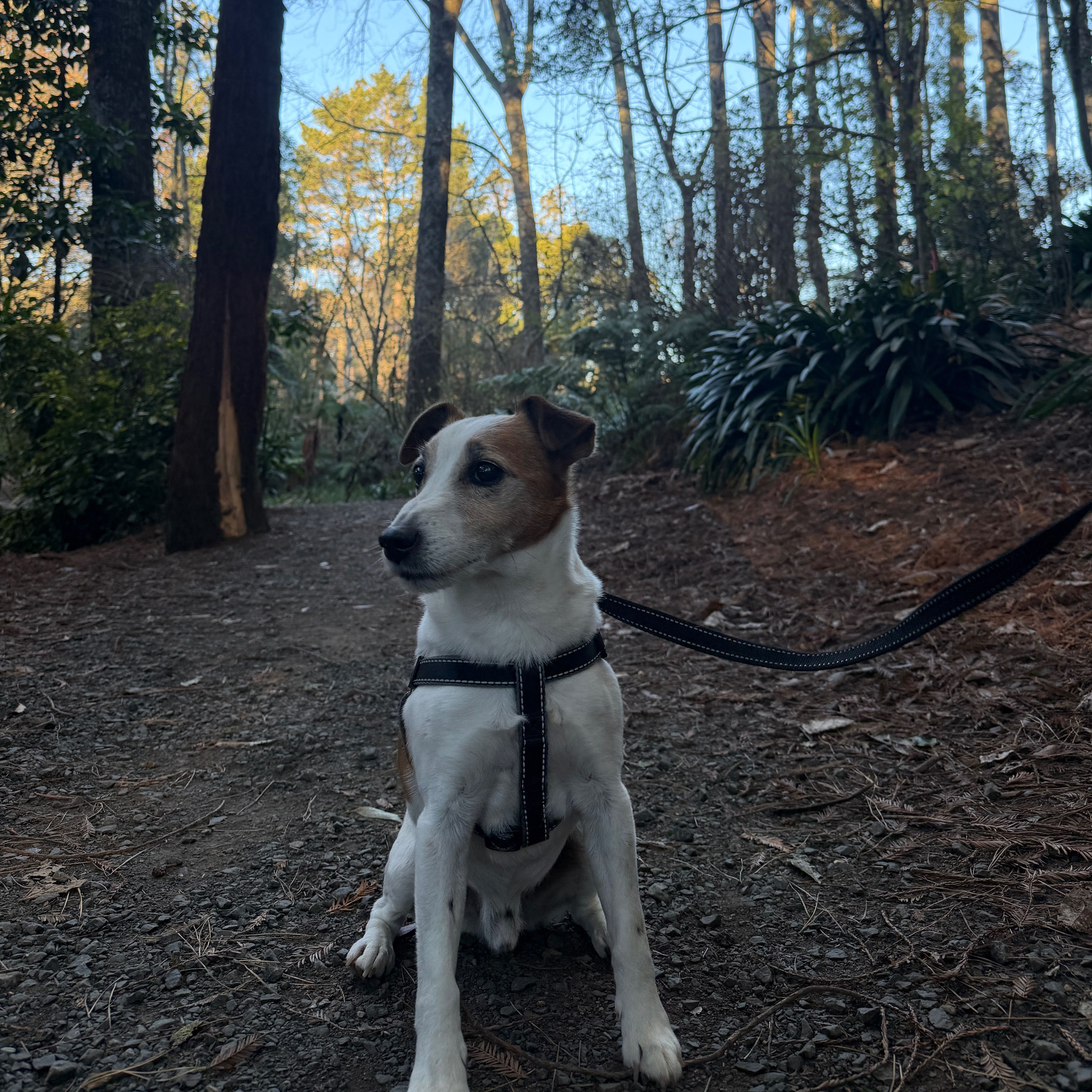Doggo