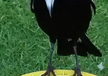 Maggie