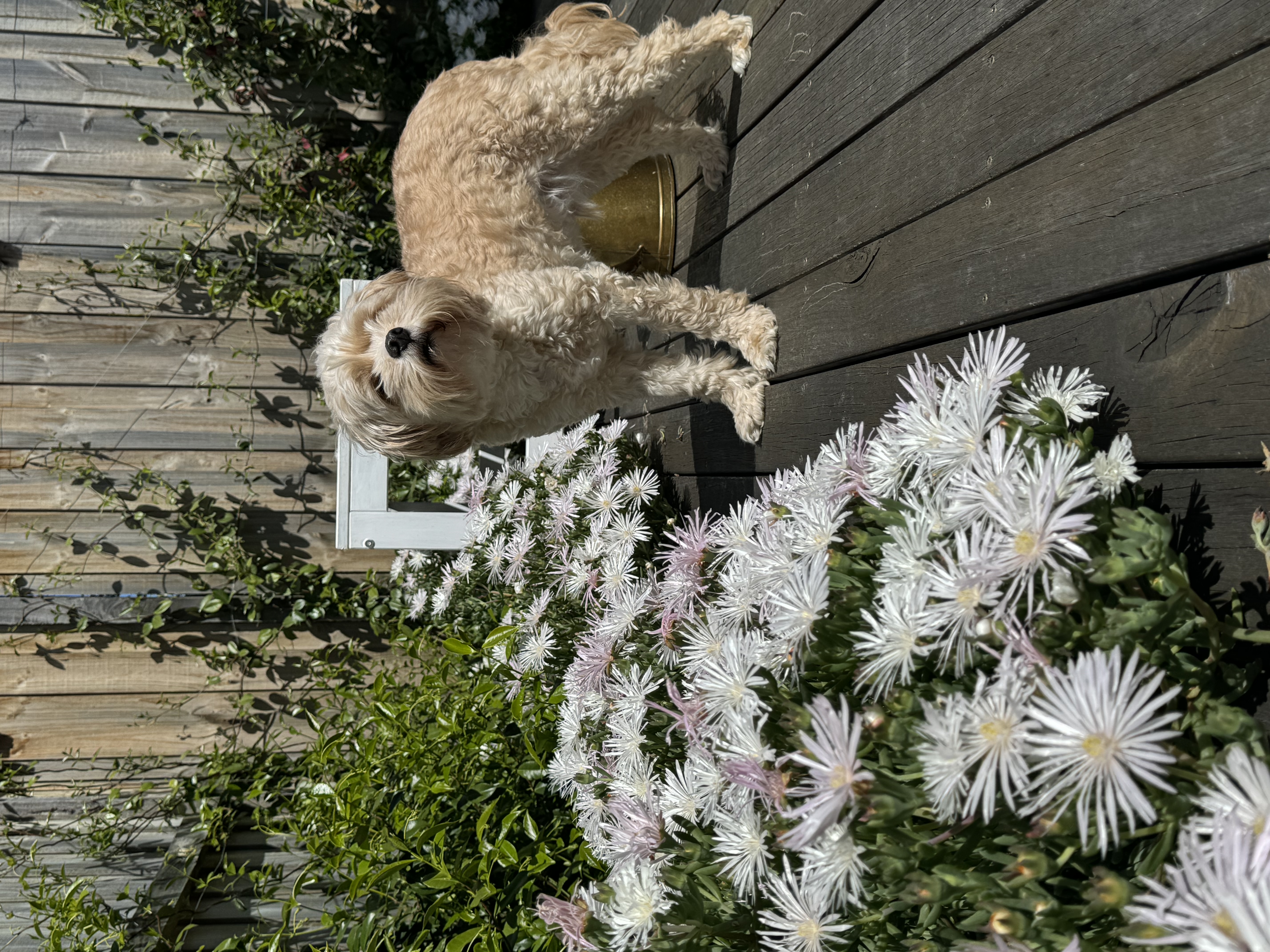 image-15
