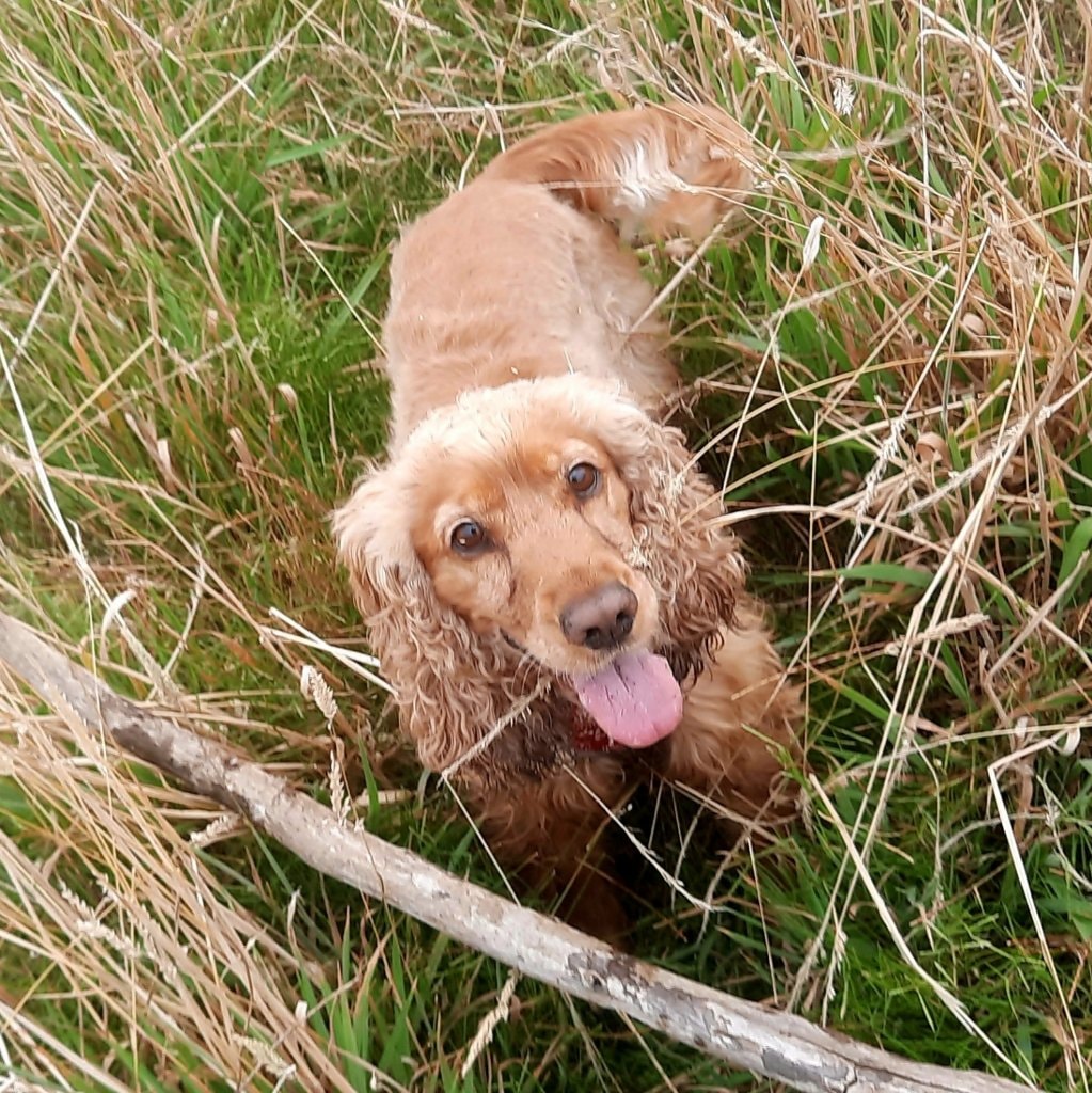 Charley 