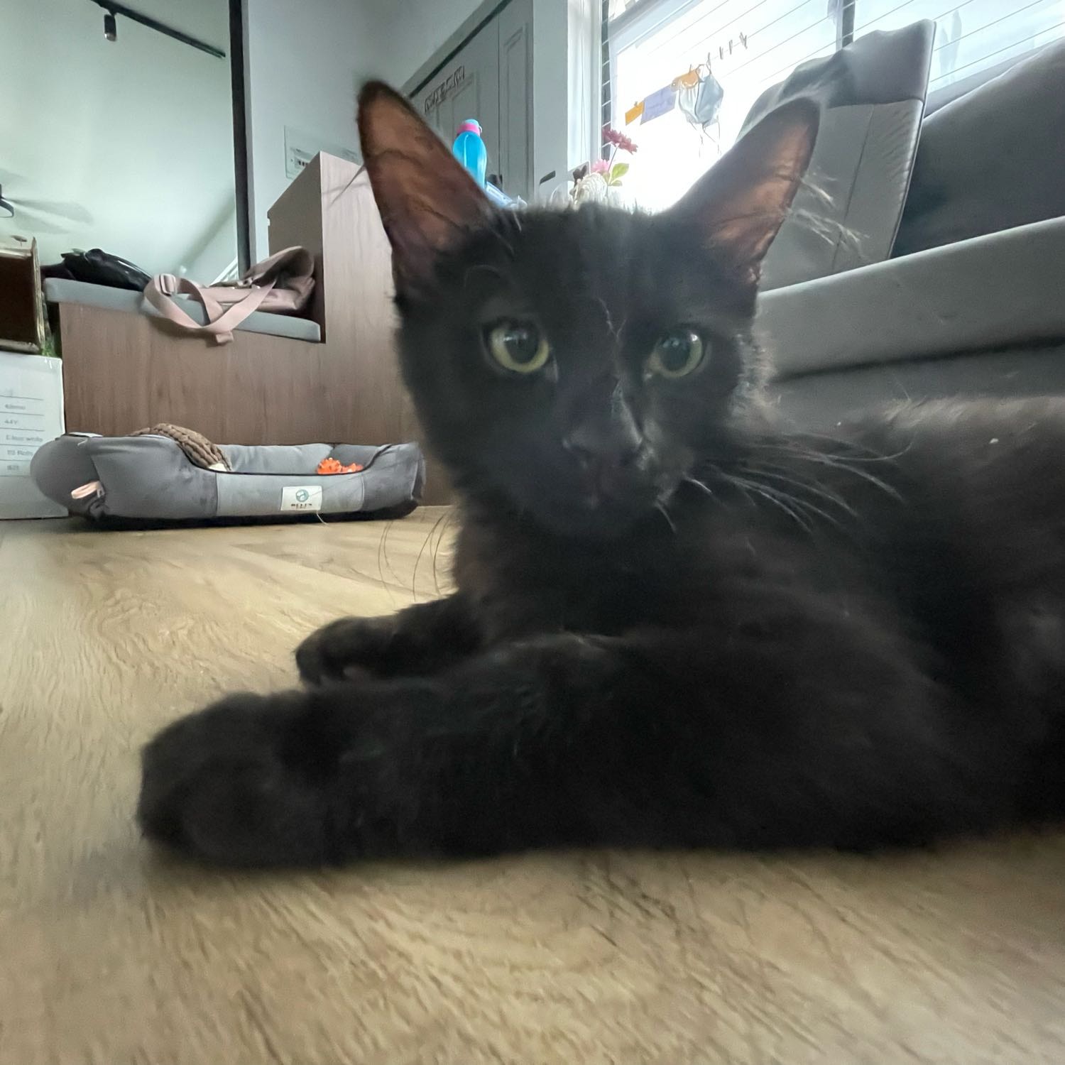 taro