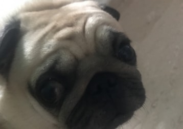 Cobi