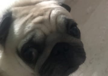 Cobi