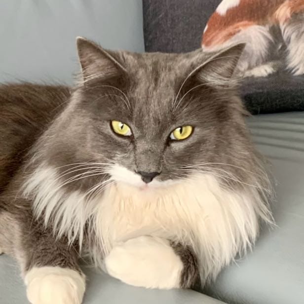 Smokey