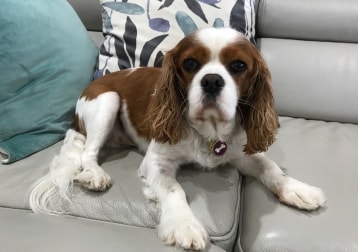 Hugo