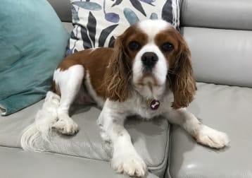 Hugo
