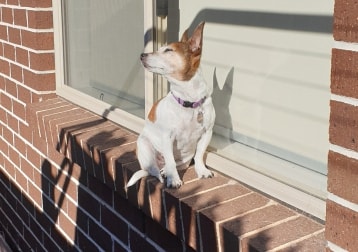 Bella