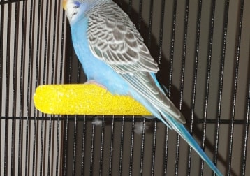 Griff