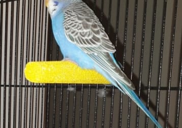 Griff