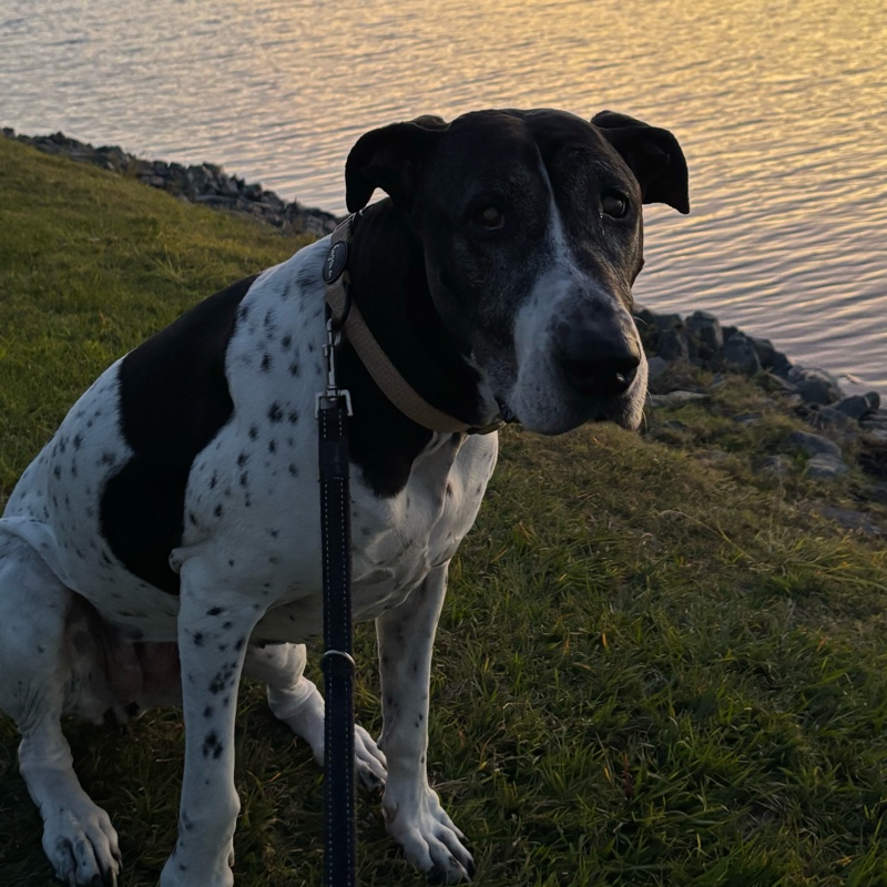 Ali