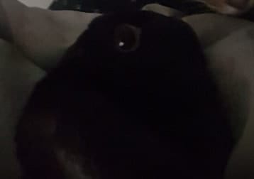 Parsley
