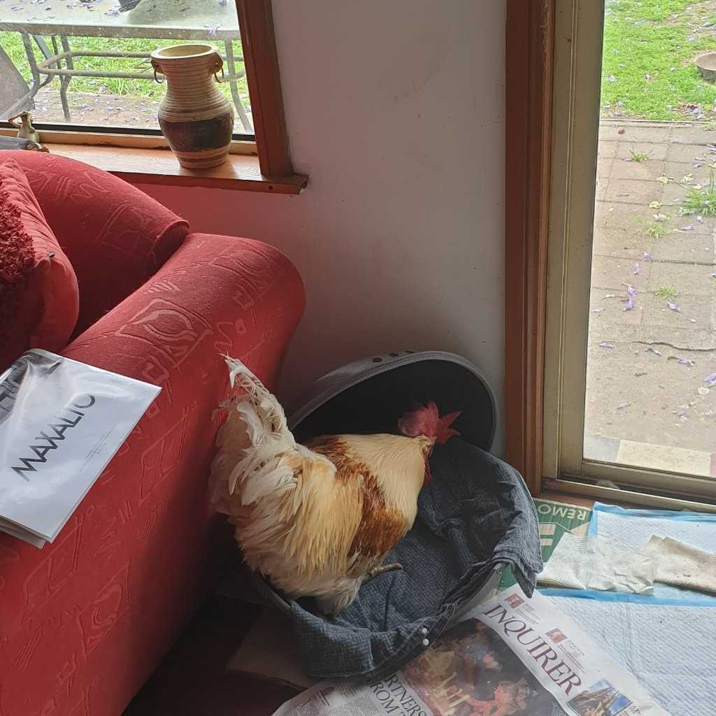 Dracula And Angie Rip my angels. Miss you