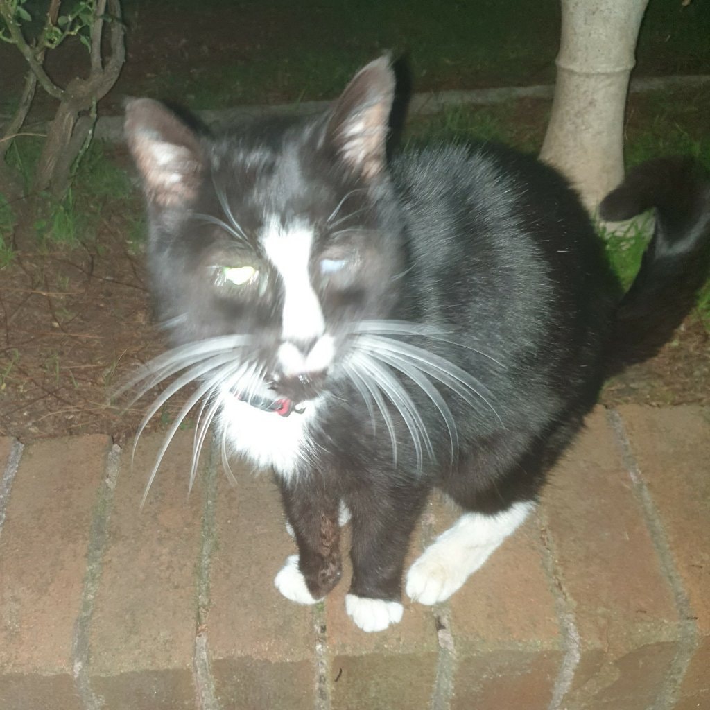 Pinto Rip mi amor 29/7/22