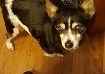 Serene Rip My Darling