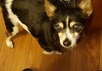 Serene Rip My Darling