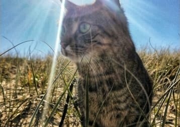 Enrique