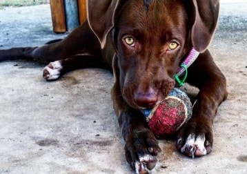Jedha