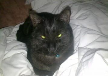 Merlin