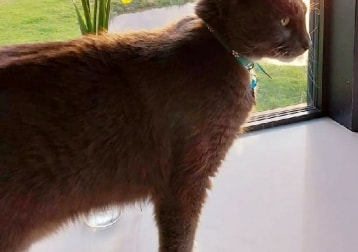 Toby