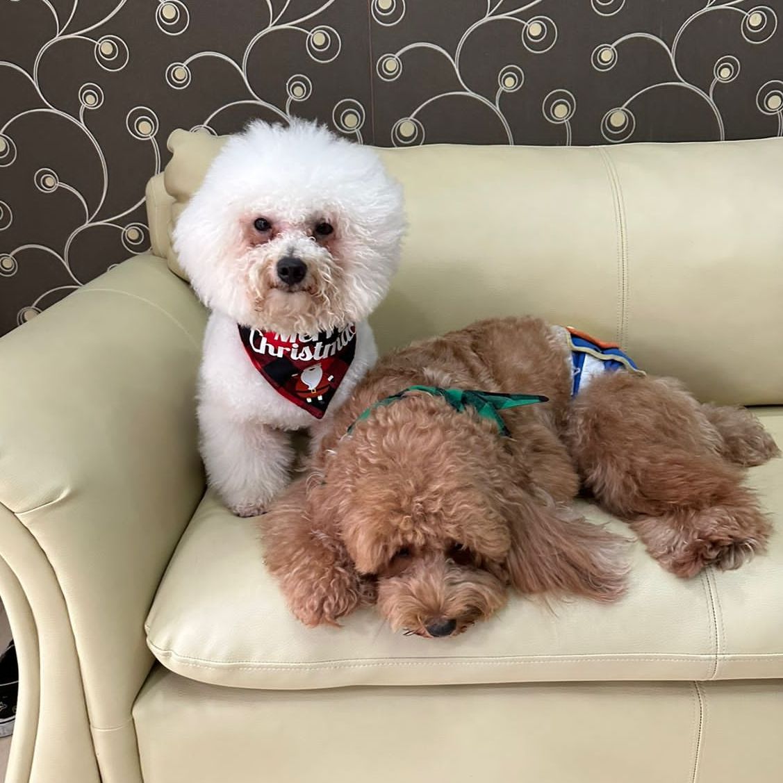 Miki and milo