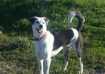 Mika