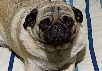 Elvis