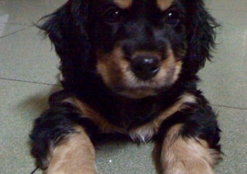 Whisky