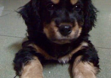 Whisky