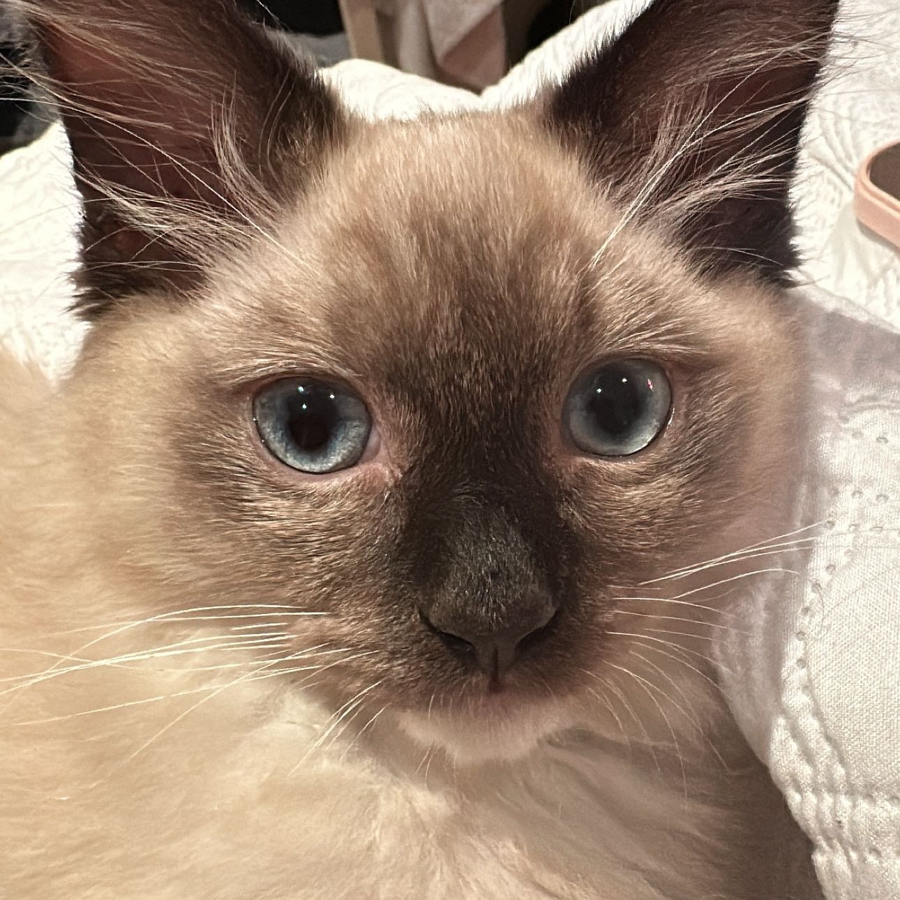 joe