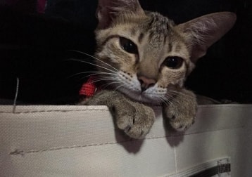Nini