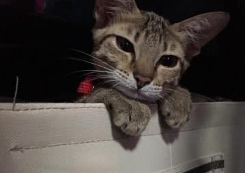 Nini