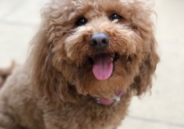 Daisy