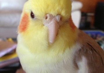 Benny
