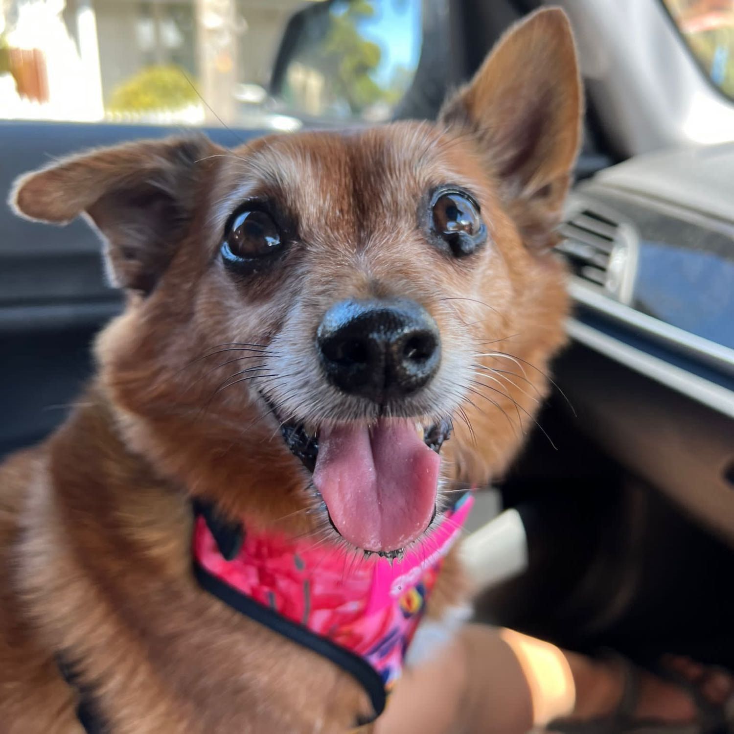 Buddy
