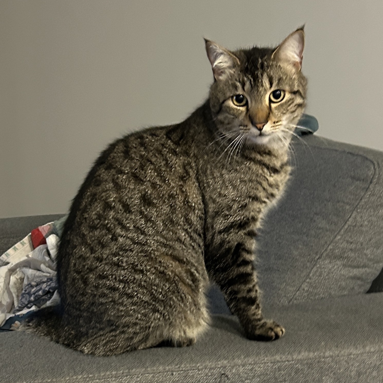 Bo