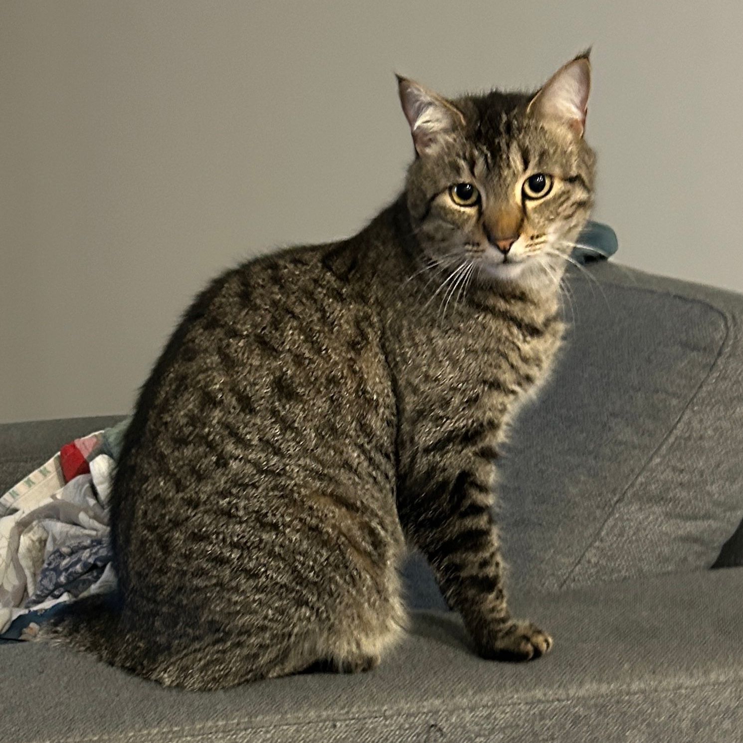 Bo
