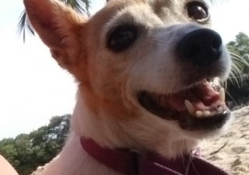 Jingles